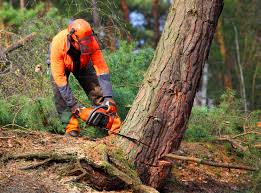 Professional Tree Services in Mayflower, AR